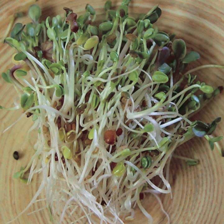 An image of the plant grown with seed for Sandwich Booster Mix - Clover, Alfalfa, Radish & Mustard Seeds for Fresh, Spicy Sprouts, Perfect for Culinary Uses, Easy to Grow