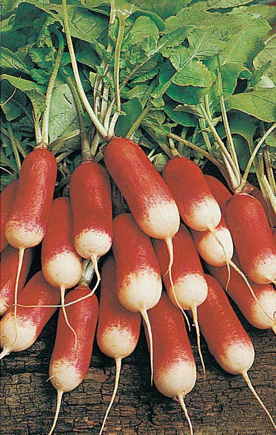 An image of the plant grown with seed for Breakfast Radish Seeds - Scarlet Roots with White Tips, Crisp & Mild Flavor, Ideal for Spring Planting & Cool Weather Cultivation, Non-GMO