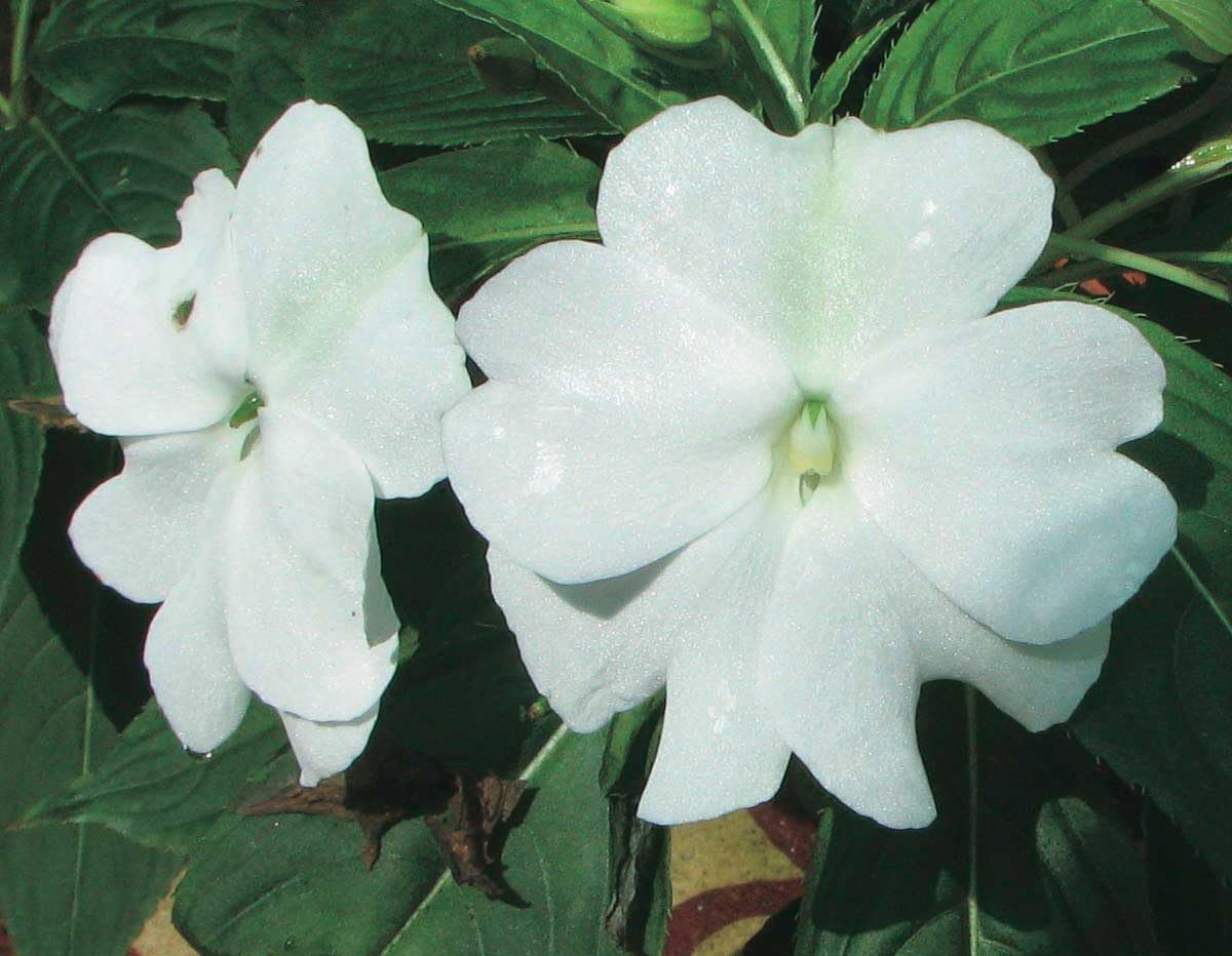 An image of the plant grown with seed for Impatiens SE White Seeds - Giant Super Elfins, Dwarf Uniform Blooms, Ideal for Indoor & Outdoor Gardening, Aesthetic Addition to Home Garden Spaces, Easy to Grow