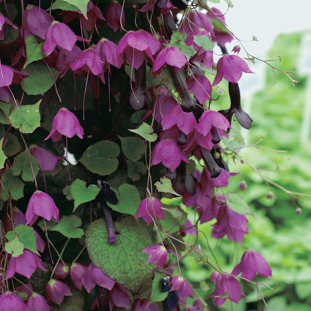 An image of the plant grown with seed for Purple Bells Vine Seeds - Stunning Cascades of Violet Flowers, Ideal for Hanging Baskets & Trellises, Fast-Growing & Eye-Catching