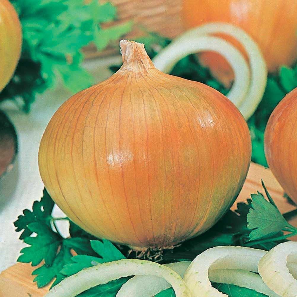 An image of the plant grown with seed for Ailsa Craig Onion Seeds - Heirloom Variety, Spanish Type, Sweet Large Straw Yellow Globes, Ideal for Burgers & Salads, Long Storing, Non-GMO