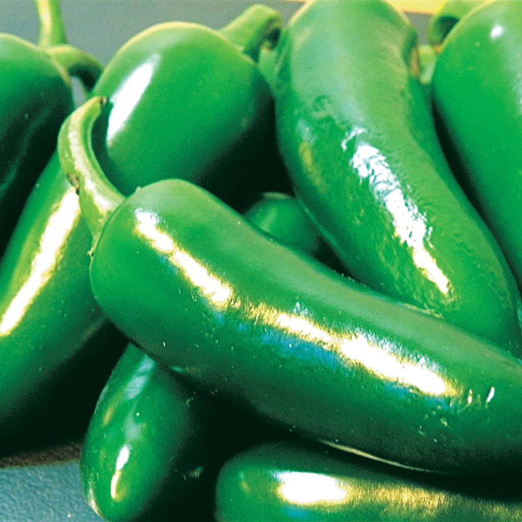 An image of the plant grown with seed for LaBomba Hybrid Jalapeno Pepper Seeds - Thick-Walled, Medium Heat, Perfect for Poppers and Fresh Eating, Ideal for Container Gardening