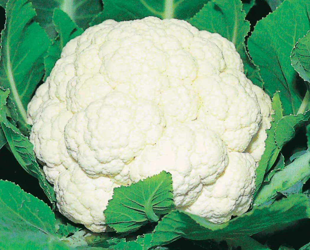 An image of the plant grown with seed for Cauli Majestic Cauliflower Seeds - Dense White Curds, Perfect for Hearty Meals, Non-GMO, Ideal for Home Gardening