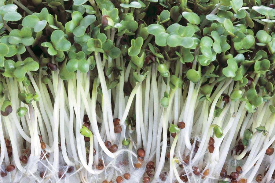 An image of the plant grown with seed for Broccoli Brassica Blend - Sprouting Seeds with Sulforaphane, Enhances Immune Function, Ideal for Juicing & Salads, Non-GMO
