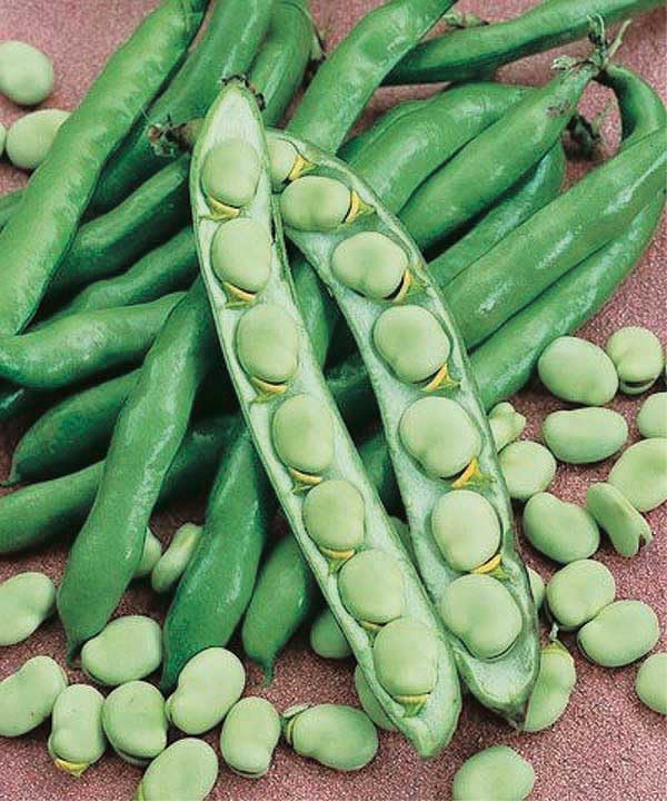 An image of the plant grown with seed for Heirloom Broad Windsor Bean Seeds - Lush Green Foliage with Hardy Pods, Ideal for Fresh Eating, Cooking, and Freezing, Non-GMO and Easy to Grow