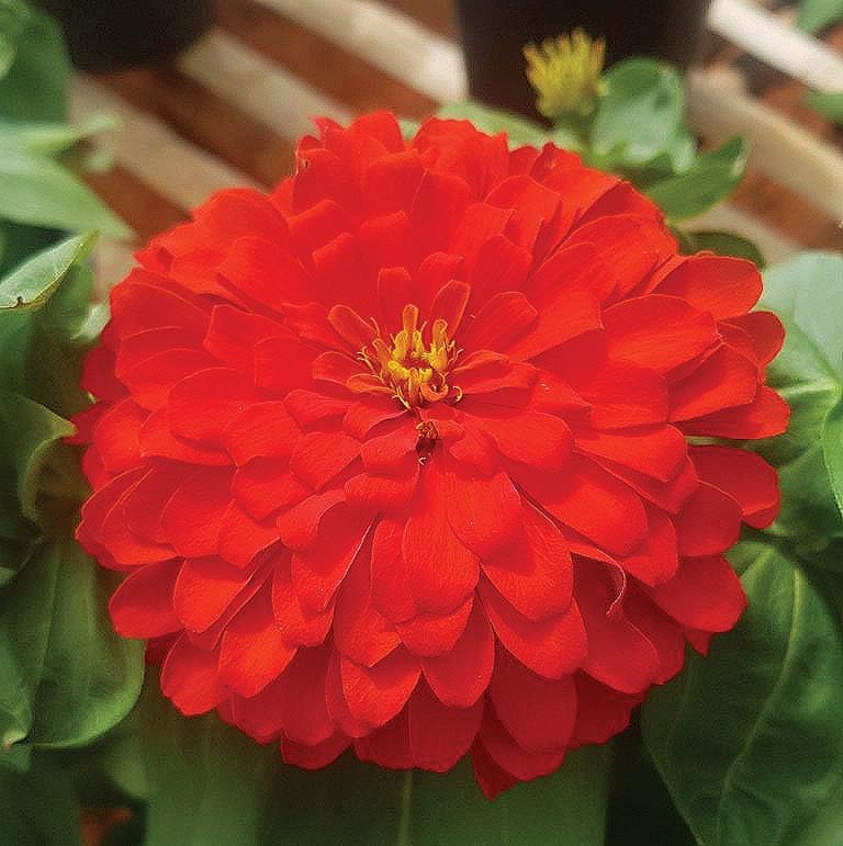 An image of the plant grown with seed for Zinnia Holi Scarlet Seeds - Vibrant Red Blooms, Perfect for Bright Summer Gardens and Long-Lasting Bouquets, Thrives in Full Sun, Non-GMO
