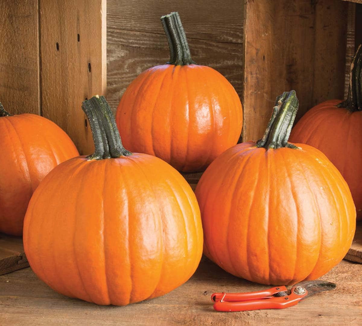 An image of the plant grown with seed for Gumdrop Pumpkin Seeds - Vibrant Orange, Flat-Bottom Pumpkins with Sturdy Handles, Ideal for Fall Displays and Kid-Friendly Gardening, Non-GMO