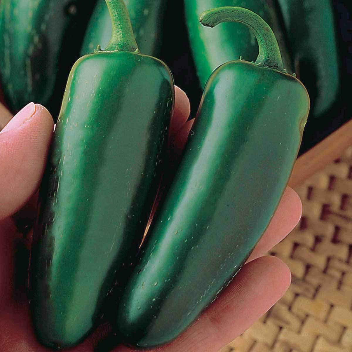 An image of the plant grown with seed for Mucho Nacho Hybrid Pepper Seeds - Jumbo Sized Jalapenos, Extra Hot & Thick, Perfect for Spicy Cuisines & Pepper Jelly, High-Yield Plants