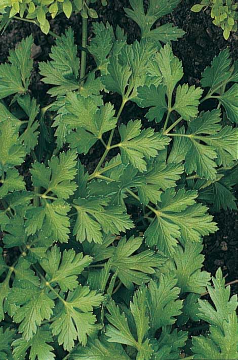 An image of the plant grown with seed for Italian Parsley Seeds - Robust Flavor, Dark Green Flat Leaves, Ideal for Garnishing and Seasoning, Hardy Annual Herb