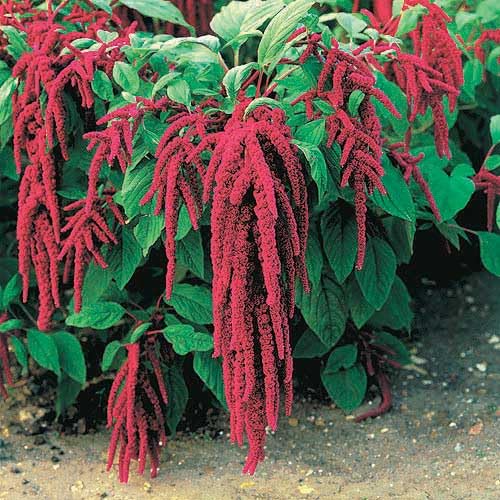 An image of the plant grown with seed for Amaranthus Love Lies Bleeding Seeds - Dramatic Cascading Red Blooms, Striking Ornamental for Gardens and Borders, Heirloom Variety