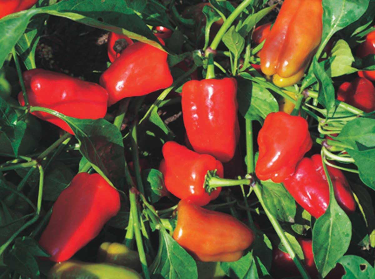 An image of the plant grown with seed for Cajun Belle Pepper Hybrid Seeds - Sweet & Mildly Spicy, Perfect for Colorful Salads, Compact Growth, High-Yield, Turns Scarlet to Deep Red