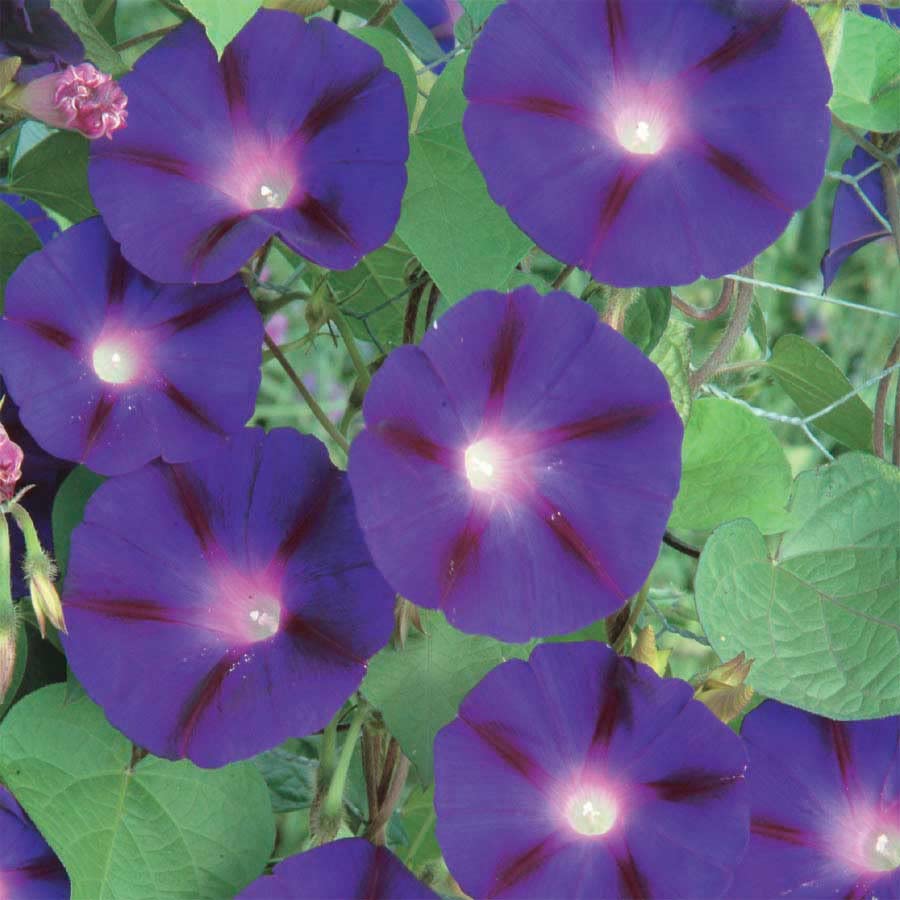 An image of the plant grown with seed for Grandpa OTT Morning Glory Seeds - Bavarian Heirloom, Deep-Purple Blooms with Red Star, Vigorous 15-Foot Vines, Ideal for Privacy Screens and Lattice