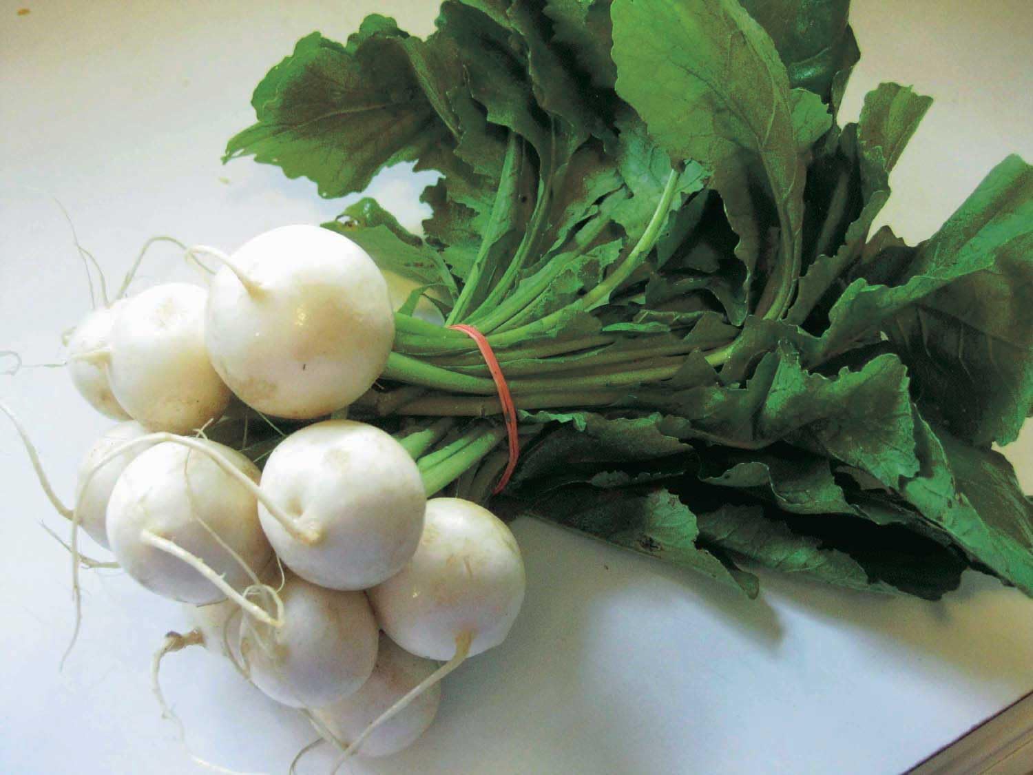 An image of the plant grown with seed for Hakurei Salad Turnip Seeds - Sweet & Crisp, Perfect for Raw or Roasted Dishes, Rich in Vitamins, Early Maturing