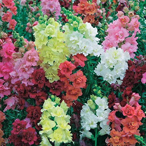 An image of the plant grown with seed for Snapdragon M Butterfly Seeds - Vibrant Double Azalea Flower Types, Perfect for Garden Beds & Borders, Non-GMO