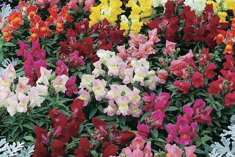 An image of the plant grown with seed for Snapdragon Snaptini Seeds - Semi-Dwarf Plants, Early Blooming, Rich Jewel-Colored Flowers, Perfect for Borders & Containers