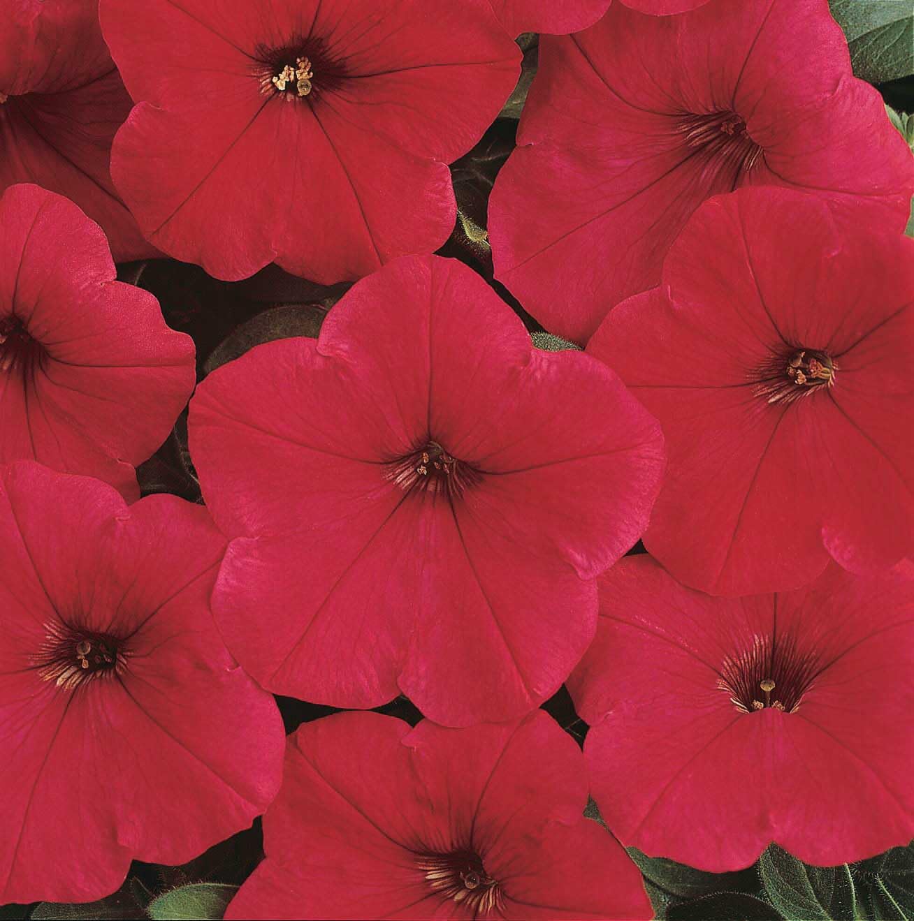 An image of the plant grown with seed for Petunia Easy Wave Red Seeds - Vibrant Red Blooms for Compact Spaces, Ideal for Containers and Small Gardens, Easy to Grow