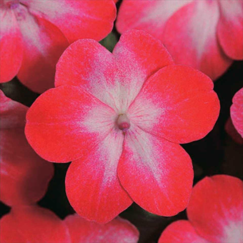 An image of the plant grown with seed for Impatiens SE Red Starburst Seeds - Dwarf Giant Super Elfins, Vibrant Red Blooms, Perfect for Borders & Containers, Easy to Grow, Long-Lasting Flowers