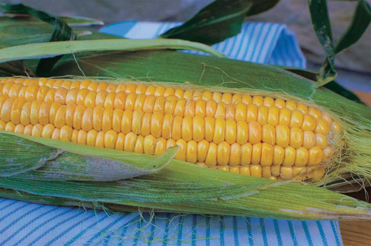 An image of the plant grown with seed for Northern X Corn Seeds - Early Supersweet Hybrid, Crunchier Texture, Ideal for Cooler Climates, Enhanced Shelf Life, Isolate to Prevent Cross-Pollination