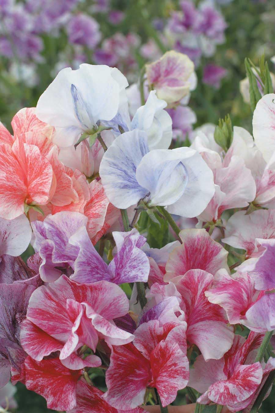An image of the plant grown with seed for Sweet Pea Streamers Mix Seeds - Elegant Striped Blooms in Lavender, Orange, Chocolate, Pink, Scarlet & White, Ideal for Trellises and Fences, Non-GMO