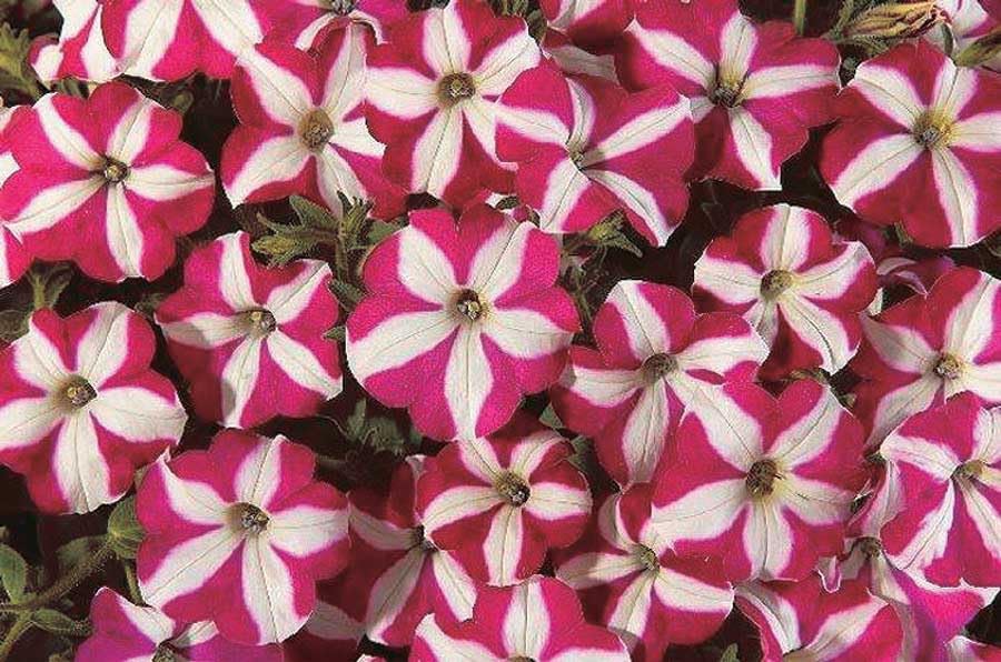 An image of the plant grown with seed for Easy Wave Burgundy Star Petunia Seeds - Vibrant Burgundy with White Star Pattern, Perfect for Groundcover & Containers, Thrives in Full Sun