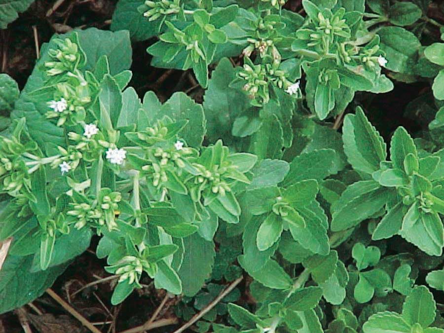 An image of the plant grown with seed for Stevia Rebaudiana Seeds - Natural Sweetener, Perfect for Diabetics & Health-Conscious, Organic, Easy to Grow, Non-Caloric