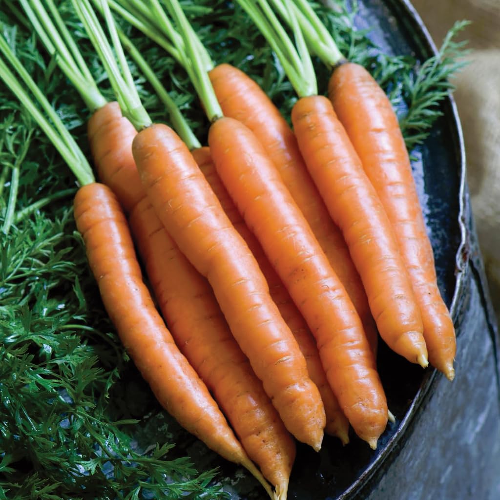 An image of the plant grown with seed for Mokum Baby Carrot Seeds - Crisp & Sweet Flavor, Ideal for Fresh Snacking and Full-Size Harvests, Deep Orange Colors, Robust Green Tops