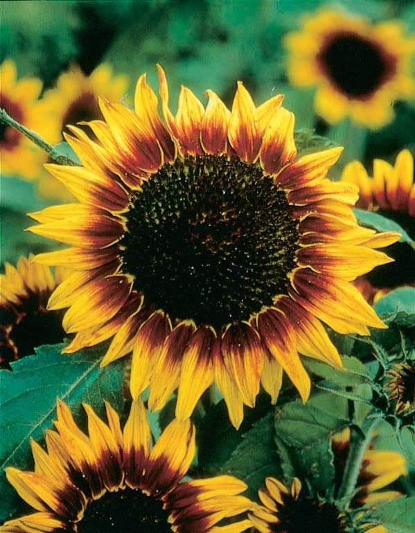 An image of the plant grown with seed for Sunflower 'Ring of Fire' Seeds - Dwarf, Double Blooms, Vibrant Yellow Petals, Ideal for Small Gardens and Borders, Hardy and Adaptable