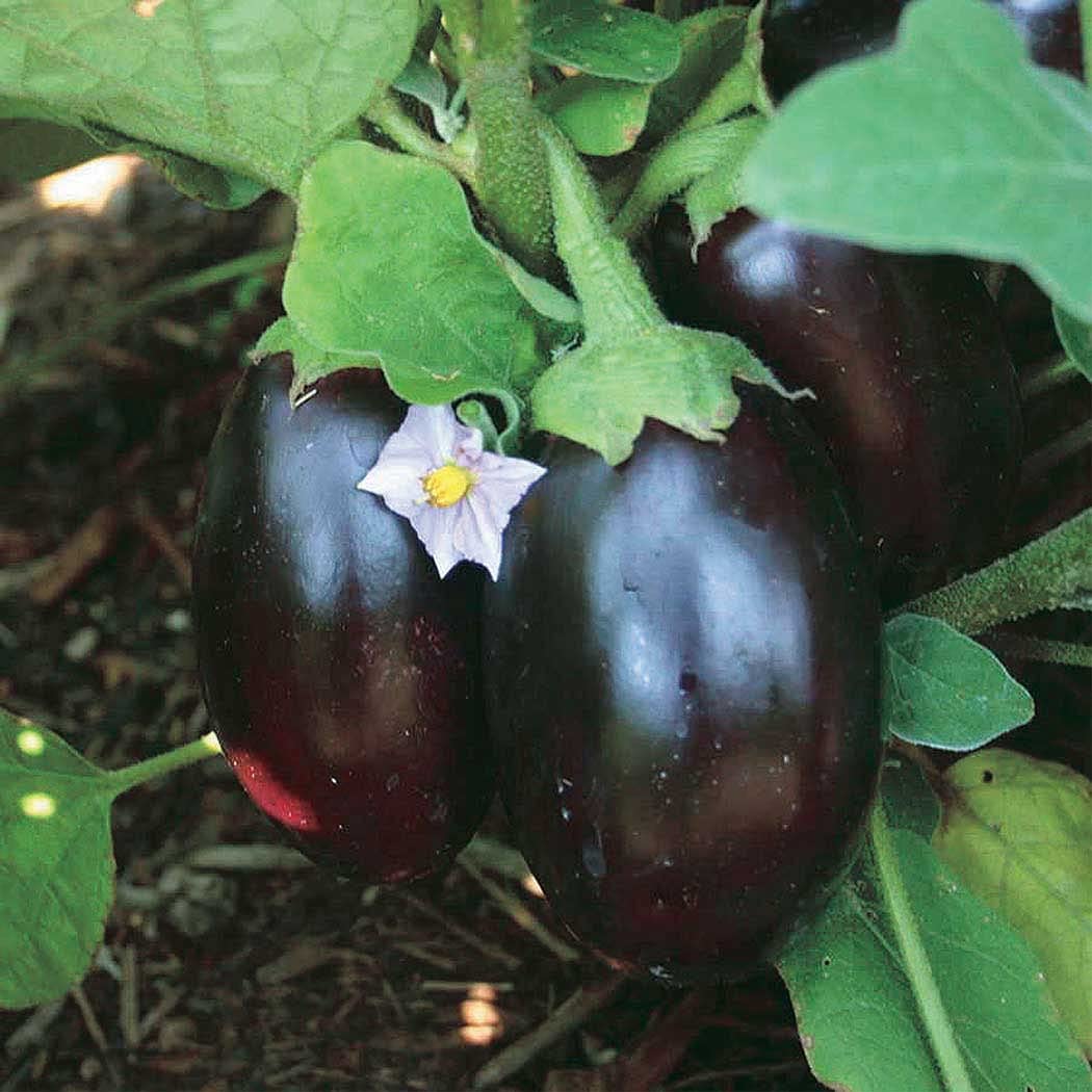 An image of the plant grown with seed for Patio Baby Eggplant Seeds - Compact & Early-Bearing Variety, Ideal for Containers, Rich Deep Purple Fruit, Non-GMO