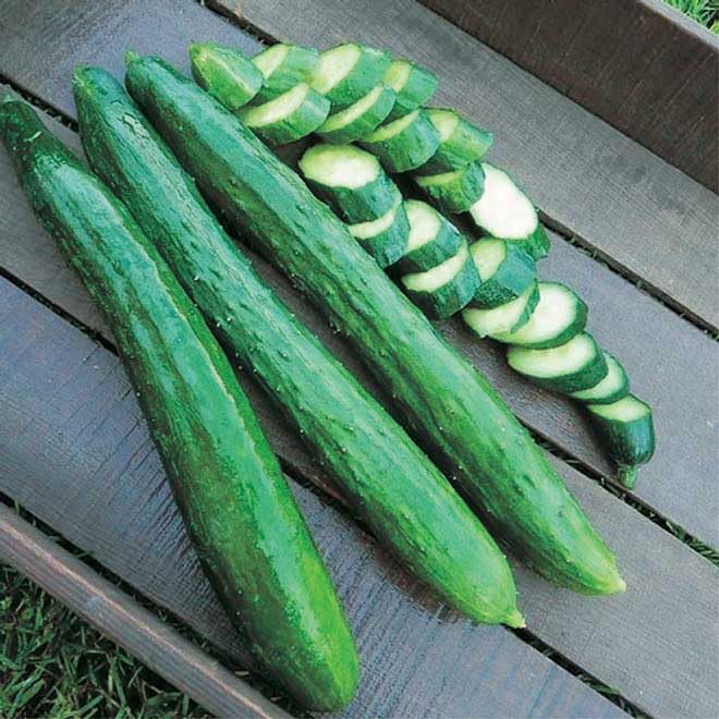 An image of the plant grown with seed for English Hybrid Cucumber Seeds - Crisp & Burpless, Ideal for Trellis Growing, Non-Bitter Flavor, Perfect for Salads and Pickling