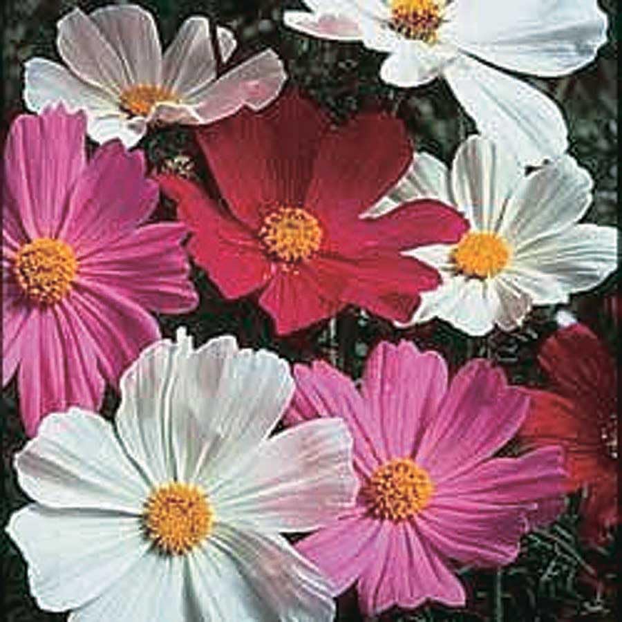 An image of the plant grown with seed for Cosmos Dwarf Sensation Mix Seeds - Vibrant Pink, Carmine & White Flowers, Compact Growth, Ideal for Beds & Borders, Full Sun Tolerant
