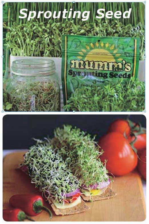 An image of the plant grown with seed for Alfalfa Sprout Seeds - Rich in Antioxidants & Plant Estrogens, Ideal for Health-Conscious Gardening, Easy to Grow with Vibrant Fresh Flavor