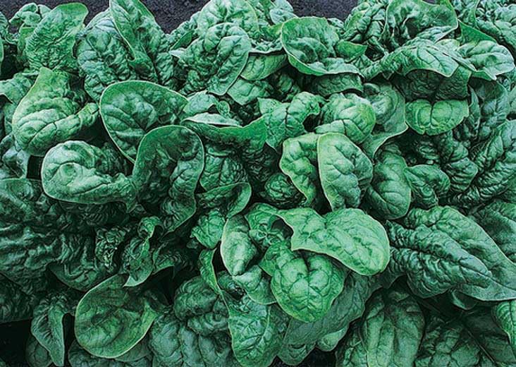 An image of the plant grown with seed for Spinach Avon Seeds - Quick-Growing, Savoy Spinach with Superb Flavor, Bolt-Resistant, Large & Tender Dark Green Leaves, Ideal for Health-Conscious Gardens