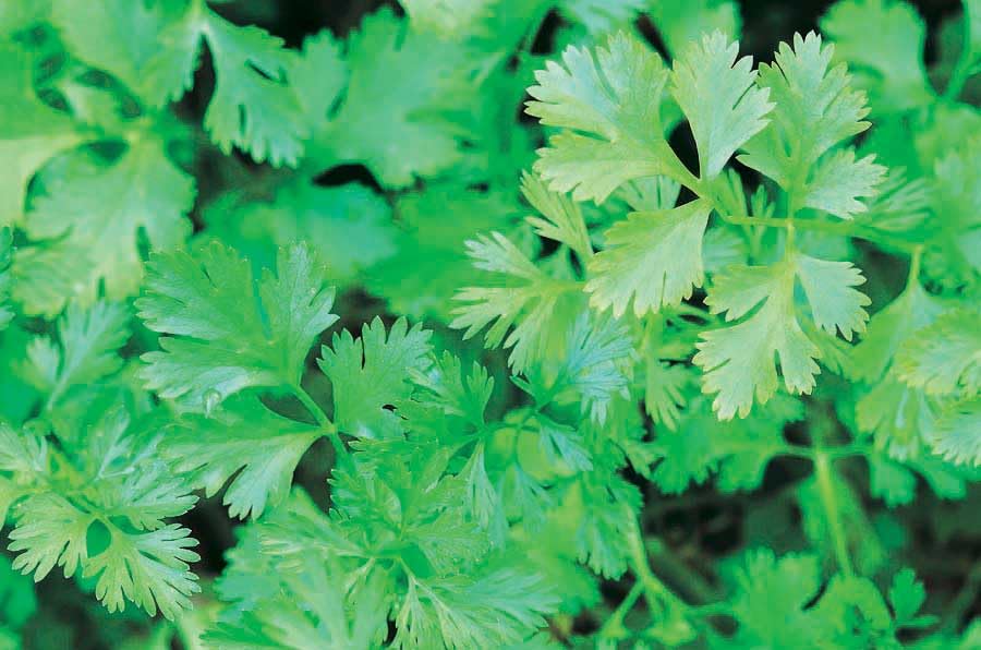 An image of the plant grown with seed for Premium Cilantro Seeds - Aromatic Herb for Culinary Delight, Ideal for Indoor and Outdoor Gardening, Medicinal Uses, Thrives in Light Soil, Non-GMO