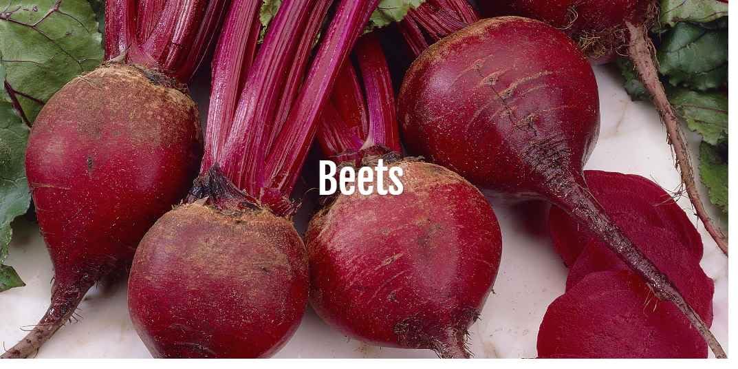 An image of the plant grown with seed for Bull's Blood Heirloom Beet Seeds - Vibrant Deep Burgundy Leaves, Sweet Candy-Striped Beets, Perfect for Ornamental or Culinary Use, Non-GMO