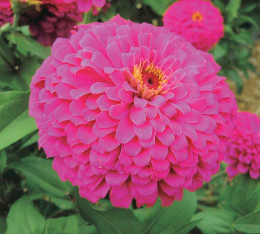 An image of the plant grown with seed for Zinnia Uproar Rose Seeds - Vibrant Magenta-Rose Blooms, Perfect for Cut Flowers, Attracts Butterflies, Non-GMO