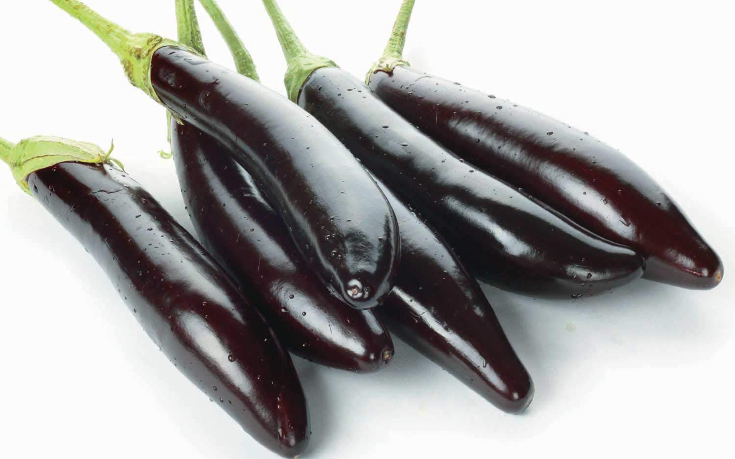 An image of the plant grown with seed for Shoya Long Eggplant Seeds - Japanese Variety, Perfect for Stir-Fries and Grills, Non-GMO, Produces Slender, Purplish-Black Fruit up to 35cm Long