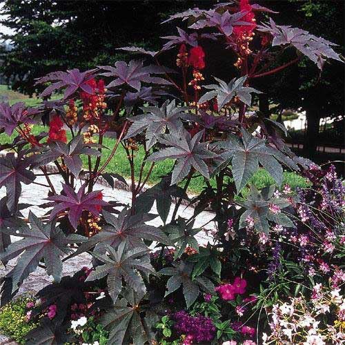 An image of the plant grown with seed for Castor Bean Red Seeds - Vibrant Red Seed Pods & Spectacular Foliage, Ideal for Decorative Outdoor Gardens, Origin Africa, Poisonous if Ingested