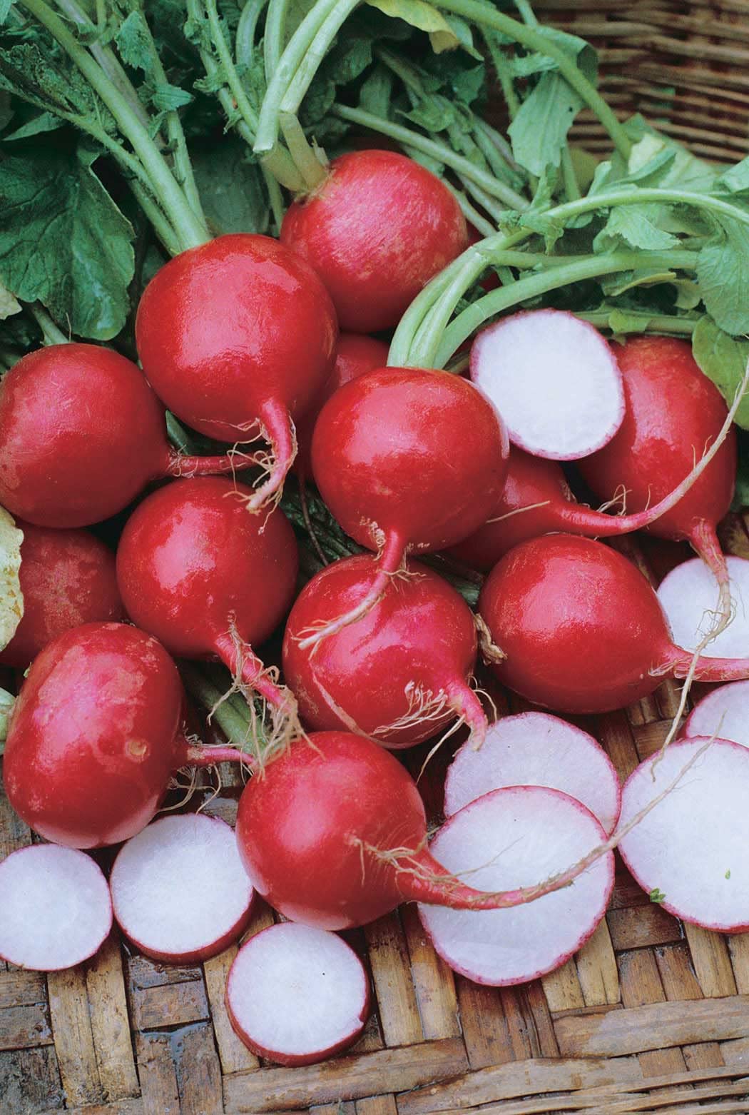 An image of the plant grown with seed for Champion Radish Seeds - Large Cherry Red, Crisp & Sweet, Ideal for Spring Planting, Thrives in Cool Weather, Non-GMO
