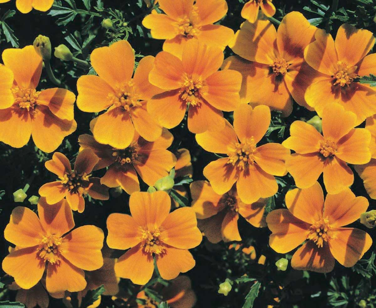 An image of the plant grown with seed for Tangerine Gem Marigold Seeds - Vibrant Lemon Yellow, Tangerine & Red Blooms, Deer Resistant, Perfect for Edging & Window Boxes, Spicy Tarragon Flavored Flowers