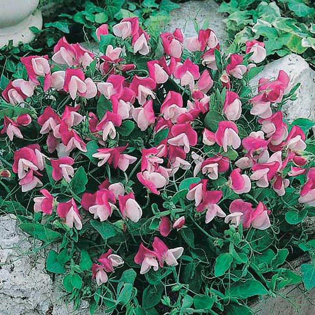 An image of the plant grown with seed for Heirloom Cupid Sweet Pea Seeds - Fragrant Rose-Pink Blossoms, Perfect for Containers and Hanging Baskets, Ideal for Small Spaces and Patios, Non-GMO