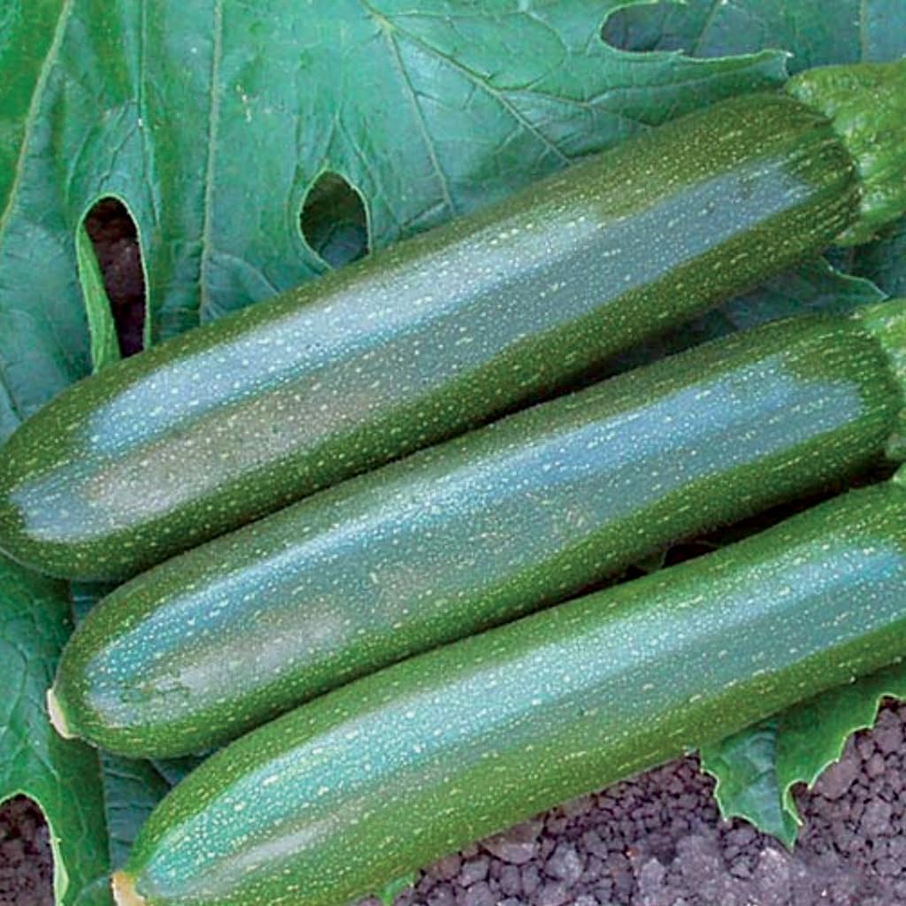 An image of the plant grown with seed for Zucchini Noche Seeds - High Yield, Nearly Spineless, Easy Harvest, Dark Green Uniform Fruits, Ideal for Culinary Creations, Non-GMO