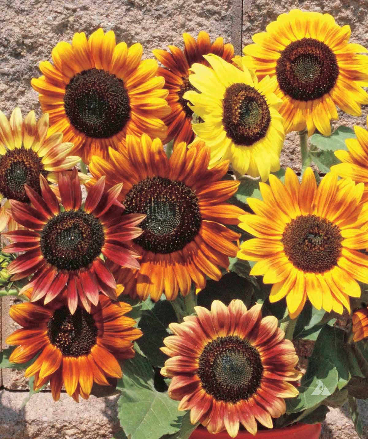 An image of the plant grown with seed for Autumn Beauty Sunflower Seeds - Multicolored Tall Blooms Ideal for Borders & Cutting Gardens, Attracts Pollinators, Non-GMO