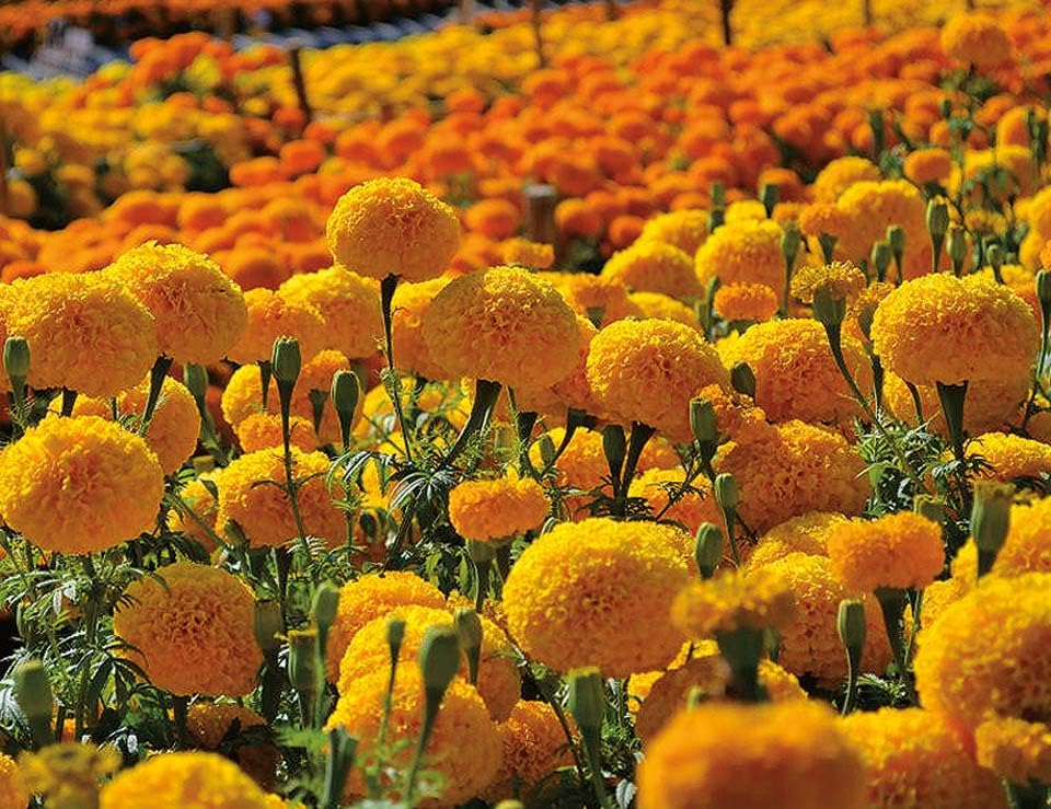 An image of the plant grown with seed for Marigold Garunda Seeds - Vibrant Orange Blooms, Ideal for Cut Flowers & Hedging, Tall Growth, Long-Lasting & Robust, Non-GMO