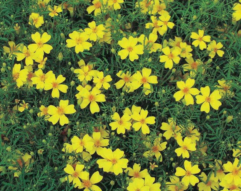 An image of the plant grown with seed for Lemon Gem Marigold Seeds - Vibrant Lemon Yellow Blooms, Deer Resistant with Spicy Tarragon Flavor, Perfect for Garden Edging and Window Boxes