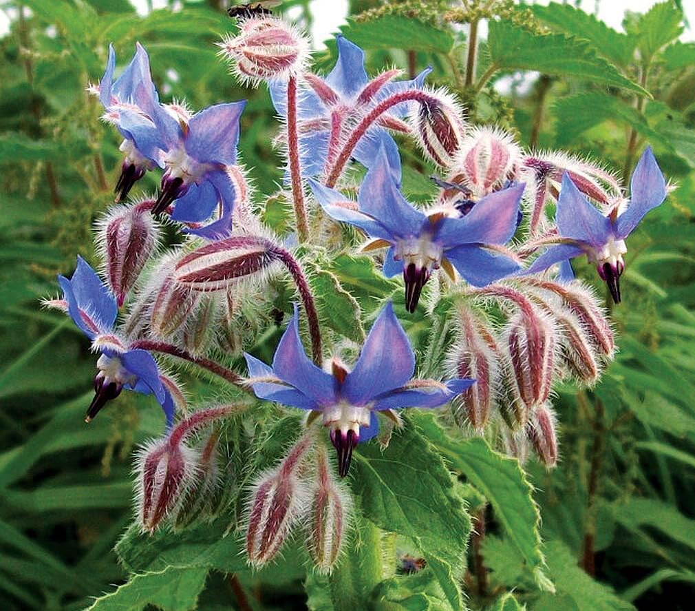 An image of the plant grown with seed for Borage Seeds - Starflower Borago officinalis, Edible & Medicinal Herb, Attracts Pollinators, Ideal for Butterfly Gardens & Culinary Uses