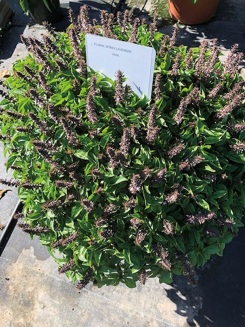 An image of the plant grown with seed for Floral Spires Lavender Basil Seeds - Fragrant & Edible, Ideal for Indoor and Garden Planting, Non-GMO, Superb for Culinary Use