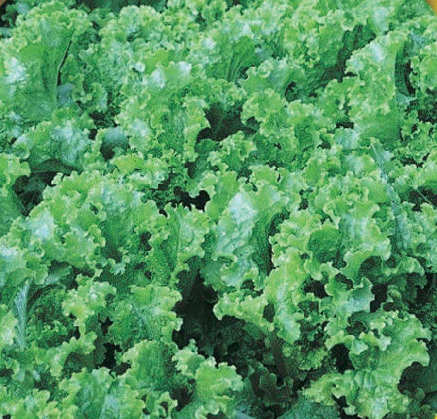An image of the plant grown with seed for Green Ice Lettuce Seeds - Crisp Textured, Glossy Leaves, Slow to Bolt, Ideal for Continuous Summer Harvest, Non-GMO