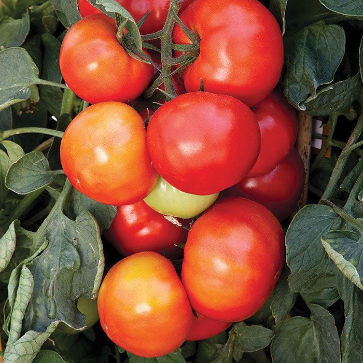 An image of the plant grown with seed for Big League Tomato Seeds - Large Beefsteak Variety, Perfect for Containers, Early Maturing, Ideal for Fresh Salads and Eating, Non-GMO