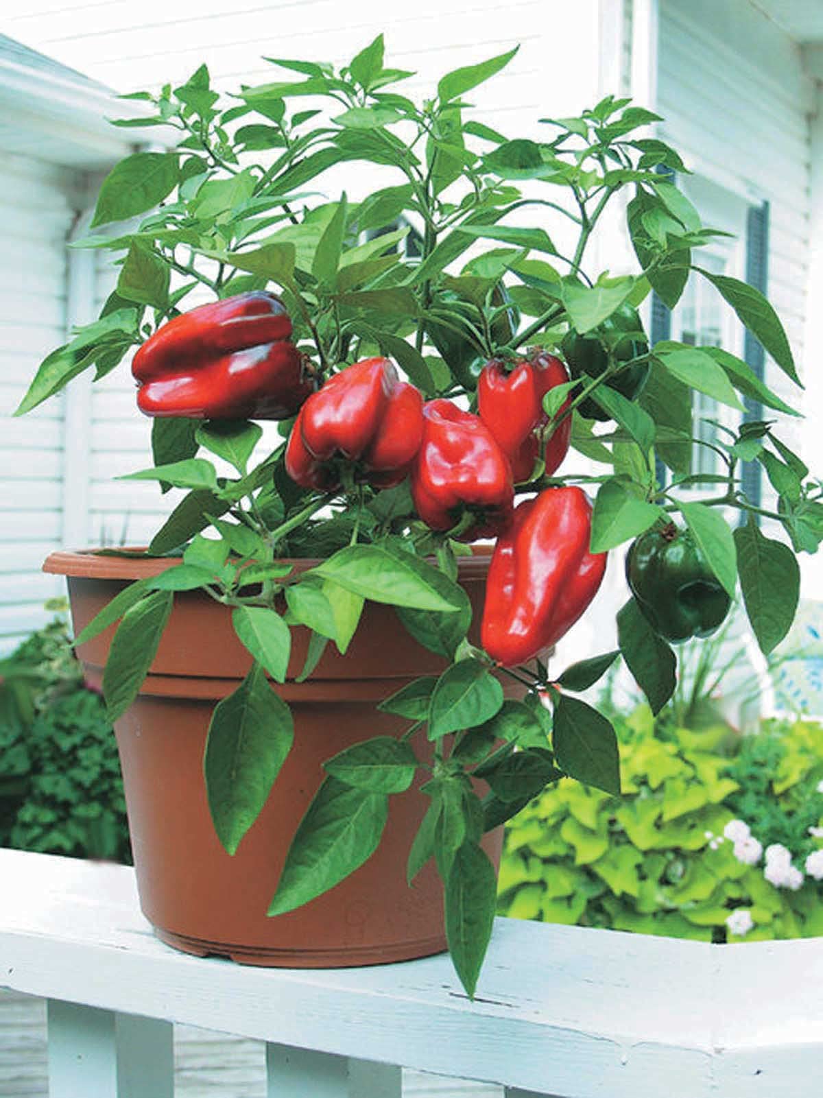 An image of the plant grown with seed for Pepper Little Red Hybrid Seeds - Vibrant Red, Compact Growth for Pots & Patios, Sweet Bell Peppers with Robust Flavor