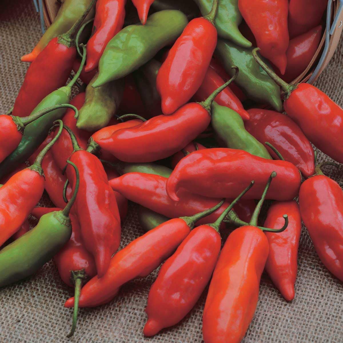 An image of the plant grown with seed for Aji Rico Hybrid Pepper Seeds - Award-Winning Medium Heat, Citrus Flavor, Crispy & Thin-Walled, Ideal for Fresh and Cooking Usage, Non-GMO